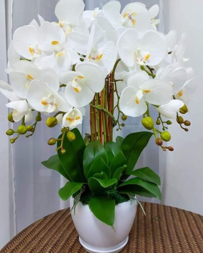 Anggrek Bulan Putih (Phalaenopsis amabilis) atau puspa pesona Putih ...