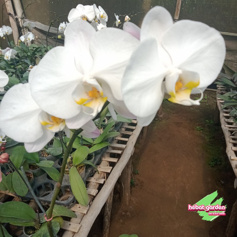 Anggrek Bulan Putih (Phalaenopsis amabilis)