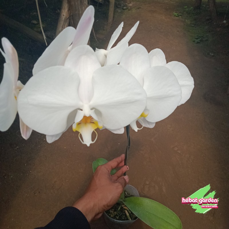 Anggrek Bulan Putih (Phalaenopsis amabilis)
