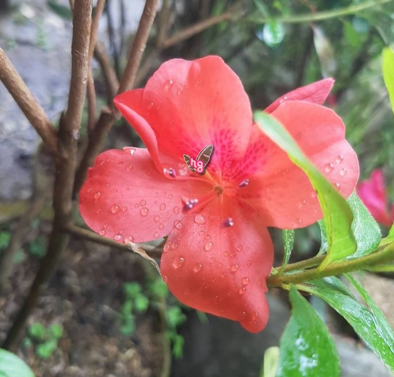 Tanaman Bunga Azalea orange – Azalea Japonica ( Orange Saumone ...